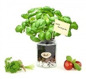 Geschenkbox Set Kräutergarten - Mit 3 schönen Gläsern und 3 verschiedene Kräutersamen zum Zücht