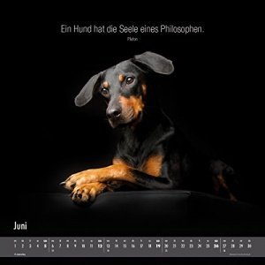 Hundeleben Bildkalender