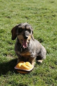 Hundespielzeug Quietsch-Leberkäs-Semmel