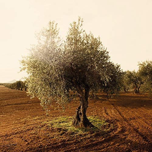 Olivenöl Bio von ART OF OIL ORIGINAL