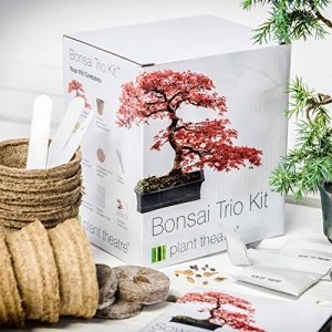 Plant Theatre Bonsai-Trio Kit