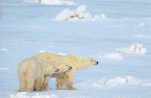 Up Here: Fotografische Abenteuer im hohen Norden