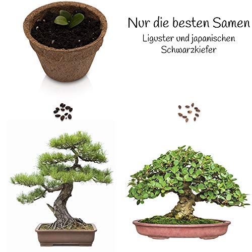 ANISTA Bonsai Anzuchtset