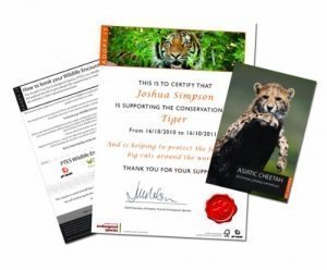 Gift Republic Personalise it: Adopt a Big Cat Gift Box