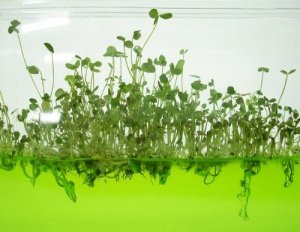 Mini Gewächshaus ´Super Plantarium´