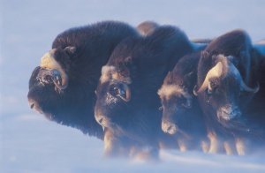 Up Here: Fotografische Abenteuer im hohen Norden