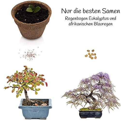 ANISTA Bonsai Anzuchtset