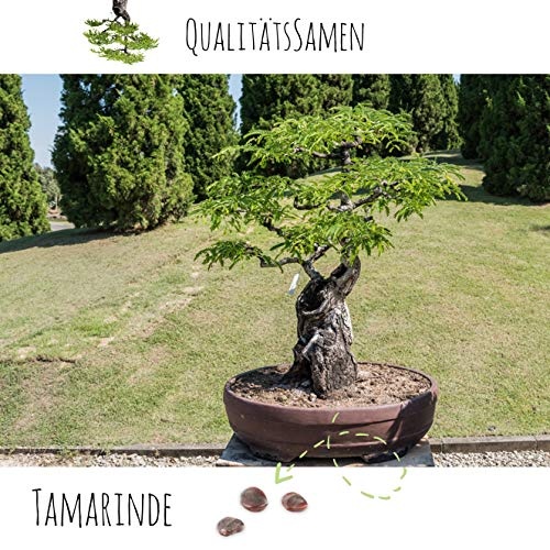 Exotische Bonsai Samen Set