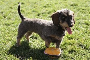 Hundespielzeug Quietsch-Leberkäs-Semmel