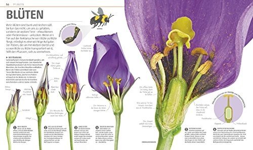 Mega-Wissen. Natur: Staunen, lesen, lernen für die ganze Familie. Mit hochwertigem Einband und übe