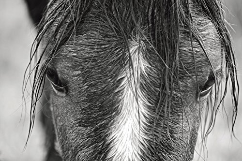 Wild Horses of Cumberland Island