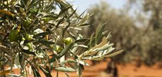 Hochwertiges Olivenöl kaufen