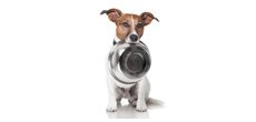 Geschenkideen für Hundebesitzer