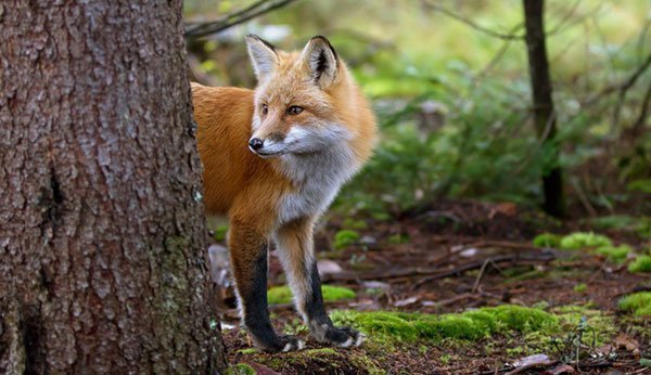 Fuchs Geschenkideen